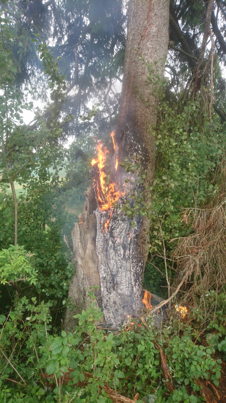 » Blitzschlag Baum